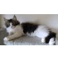 Maine Coon - Kater