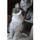 Maine Coon - Kater