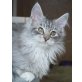 Maine Coon - Kater