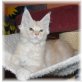 Maine Coon - Kater