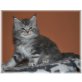 Maine Coon - Kater