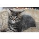 Maine Coon - Kater