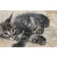 Maine Coon - Kater