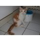 Maine Coon - Kater