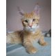 Maine Coon - Kater
