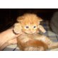 Maine Coon - Kater