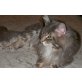 Maine Coon - Kater