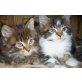 Maine Coon - Kater