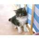 Maine Coon - Kater