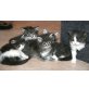 Maine Coon - Kater