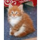 Maine Coon - Kater
