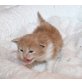 Maine Coon - Kater