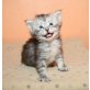 Maine Coon - Kater