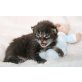 Maine Coon - Kater