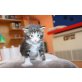 Maine Coon - Kater