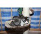 Maine Coon - Kater