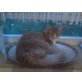 Maine Coon - Kater