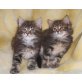 Maine Coon - Kater