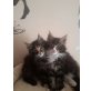 Maine Coon - Kater