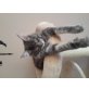 Maine Coon - Kater
