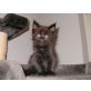Maine Coon - Kater