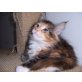 Maine Coon - Kater
