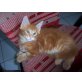 Maine Coon - Kater