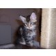 Maine Coon - Kater