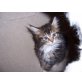 Maine Coon - Kater