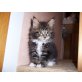 Maine Coon - Kater