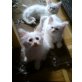 Maine Coon - Kater