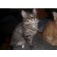 Maine Coon - Kater
