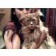 Maine Coon - Kater