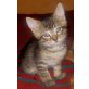 Maine Coon - Kater