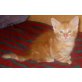 Maine Coon - Kater