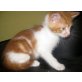 Maine Coon - Kater