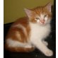 Maine Coon - Kater