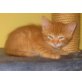 Maine Coon - Kater