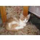 Maine Coon - Kater
