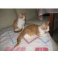 Maine Coon - Kater