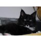 Maine Coon - Kater
