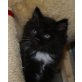 Maine Coon - Kater