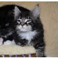 Maine Coon - Kater