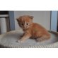 Maine Coon - Kater
