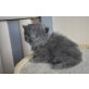 Maine Coon - Kater