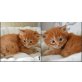 Maine Coon - Kater