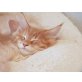 Maine Coon - Kater