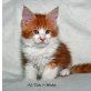 Maine Coon - Kater