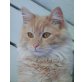 Maine Coon - Kater
