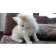 Maine Coon - Kater
